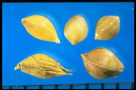  Echinochloa colona.  Spikelets with shiny and smooth lemma and palea with few hispid hairs on the glumes. 