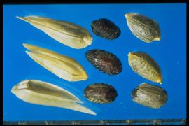  Eleusine indica.  Seeds are covered with a thin, loose pericarp. A seed with the pericarp attached is called a caryopsis. 