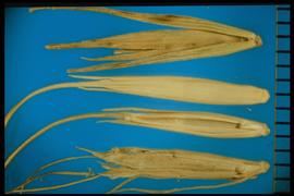  Elymus canadensis.  Florets with a rachilla that tapers down to the wide callus. The awns are divergently curved when dry and are two to three cm long. 