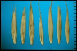  Elymus glaucus.  Florets with long, lanceolate glumes with two to five scabrous nerves, and a long rachilla. 