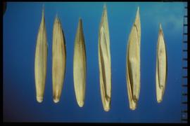  Elymus trachycaulus.  Florets with fine hair that is continuous over the callus and a pubescent rachilla. 