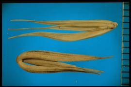  Elymus virginicus.  Spikelets have two large, thick, and bowed glumes that often stay associated with the basal floret.  