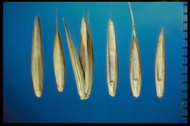  Elymus repens.  Smooth and glabrous florets. 