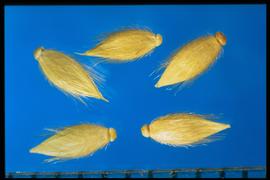  Eriochloa aristata.  Spikelets with a dense covering of appressed hairs. 