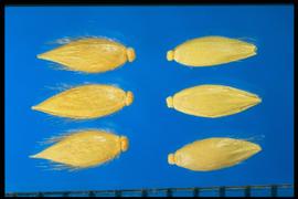  From Left to Right: 1:  Eriochloa aristata  2.  Eriochloa punctata . Spikelets with sparse, appressed hairs on the surface of the second glume and the lemma. 