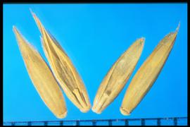 From Left to Right: 1.  Schedonorus arundinacea  2.  Schedonorus pratensis  .