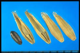  Glyceria fluitans.  Florets with a granular lemma and a smooth palea, the caryopsis is very dark and rounded. 
