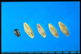  Glyceria grandis.  Florets with a dark and obovoid caryopsis and a slightly convex palea. 