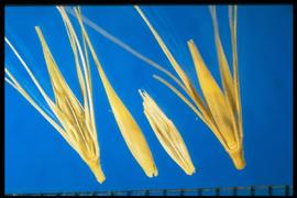  Hordeum jubatum . Fascicles with two lateral spikelets that are pedicellate with linear glumes and a rudimentary floret. 