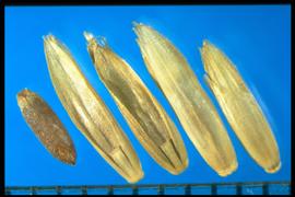  Lolium perenne.  Florets with no awns and shiny palea and lemma surfaces. 