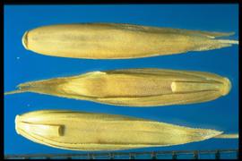  Lolium persicum.  Long florets. 