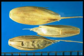  Lolium temulentum.  Florets with a wide callus. 