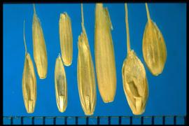 From Left to Right: 1.   Lolium perenne  ssp.  multiflorum  2.  Lolium perenne  3.  Lolium persicum  4.  Lolium temulentum . Caryopses with a straight and wide callus. 