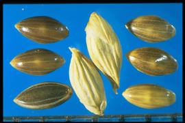  Panicum coloratum . Spikelets can be found and are composed of a small first glume, a second glume, and a sterile lemma of equal length (and pointed), and finally the floret. 
