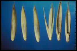  Pascopyrum smithii.  Rachilla V-shaped at the sinus. 