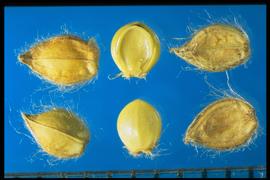  Paspalum dilatatum.  The glume and sterile Lemma are finely pubescent along the top and sides. 