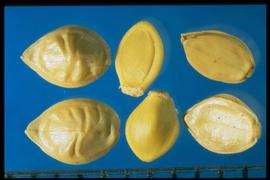  Paspalum notatum . Spikelets are smooth and coarsely wrinkled. 