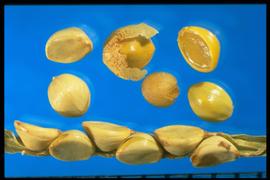  Paspalum setaceum var. stramineum . Smooth seeds with only a trace of a central nerve. 