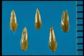  Phalaris arundinacea.  Florets where aside from the pubescence, the surface is shiny and smooth. 