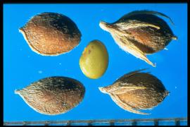  Lespedeza cuneata.  Seed pods and calyces have appressed hairs; green seeds are flecked with purple. Photo courtesy of Colorado State University, Department of Soil and Crop Sciences.