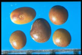  Lotus pedunculatus.  Seeds with no white collar around the hilum. Photo courtesy of Colorado State University, Department of Soil and Crop Sciences.