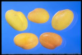  Melilotus albus.  Seeds are yellow to tan to greenish-tan with no mottling. Photo courtesy of Colorado State University, Department of Soil and Crop Sciences.