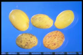  Melilotus officinalis.  Seeds that are yellow to tan to greenish-tan, with some seeds mottled with red and purple. Photo courtesy of Colorado State University, Department of Soil and Crop Sciences.