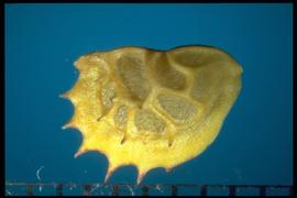  Onobrychis viciifolia.  Indehiscent pod with sides that are coarsely reticulate. Photo courtesy of Colorado State University, Department of Soil and Crop Sciences.