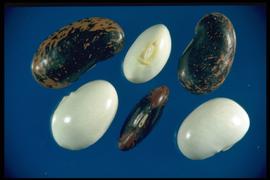 Phaseolus coccineus.  True seeds that are highly variable in size and color. Photo courtesy of Colorado State University, Department of Soil and Crop Sciences.