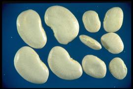  Phaseolus lunatus.  White true seeds with translucent lines radiating from the hilum to the outer margin. Photo courtesy of Colorado State University, Department of Soil and Crop Sciences.