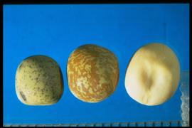  Pisum sativum.  Seeds of garden peas are usually white to green in color, whereas field peas can be green with purple spots, or yellow with brown flecking. Photo courtesy of Colorado State University, Department of Soil and Crop Sciences.