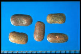  Sesbania herbacea.  True seeds that have a small, circular hilum midway on the long axis. Photo by Jim Burce, Colorado State University, Department of Soil and Crop Sciences, 2003.