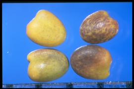  Trifolium hybridum.  True seeds with a yellow background and purple flecking, that are heart-shaped. Photo courtesy of Colorado State University, Department of Soil and Crop Sciences.