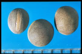  Vicia cracca.  True seeds that are spherical with a conspicuous hilum. 