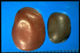  Vicia faba.  True seeds with a hilum that is usually black. Photo courtesy of Colorado State University, Department of Soil and Crop Sciences.