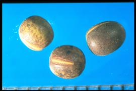  Vicia sativa  subsp.  nigra.  True seed with a wedge-shaped hilum. Photo courtesy of Colorado State University, Department of Soil and Crop Sciences.
