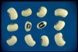 Vigna unguiculata.  True seed with a depressed hilum that's obscured by whitish corky tissue. Photo courtesy of Colorado State University, Department of Soil and Crop Sciences.