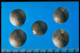  Salvia officinalis.  Spherical nutlets with a circular hilum enclosed in a collar. 
