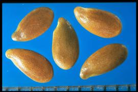  Linum usitatissimum . Hilum at indentation just lateral to the seed base.