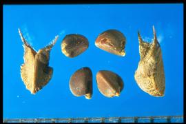  Sida spinosa.  True seeds with a spine on the carpel wall on either side of the opening over the seed hilum. 
