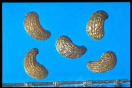  Papaver nudicaule.  True seeds with longitudinal lines the length of the seed. 