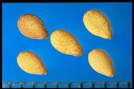  Sesamum indicum.  True seeds that are light brown with dark veins and a knob on the hilum. 