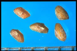  Plantago major.  True seeds with small ridges that travel the length of the dorsal side but turn on the ventral side, and converge toward the hilum. 