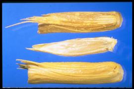  Aegilops cylindrica.  Spike segment embedded in floret. 