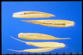  Agropyron desertorum.  Florets. 