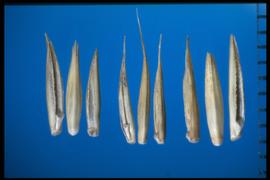 From Left to Right: 1.  Agropyron desertorum  2.  Agropyron cristatum  3.  Agropyron fragile  ssp.   sibericum . 