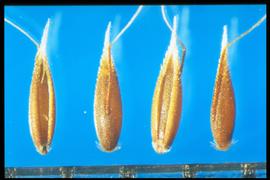  Aira caryophyllea.  Lanceolate florets. 