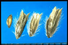  Alopecurus arundinaceus.  Caryopsis on the left. Pubescence on the keel of glumes. 