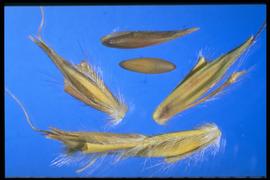  Andropogon gerardii.  Top center: a fertile pedicellate spikelet. 
