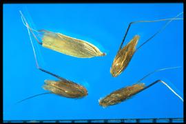  Anthoxanthum aristatum.  Spikelets with silky pubescent, awned, sterile lemmas.  